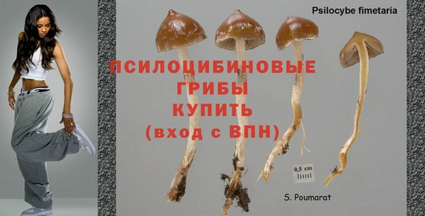 сатива Баксан