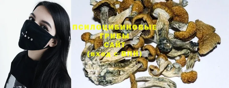 Псилоцибиновые грибы Psilocybine cubensis  Билибино 